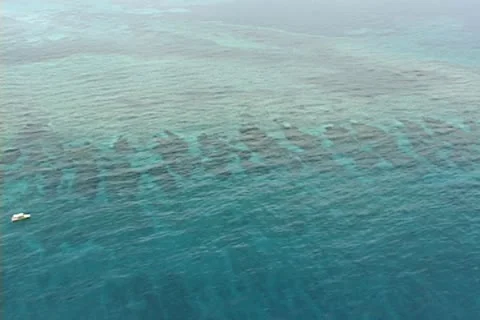 Florida Keys Reef Video stock 14766260