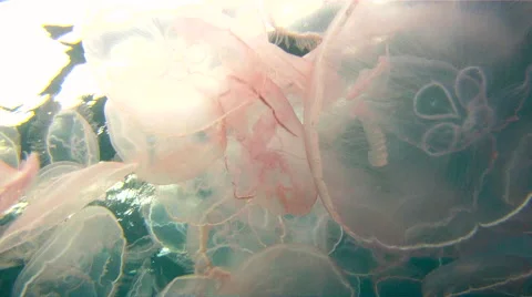 Florida Keys Reef 動画素材 45154694