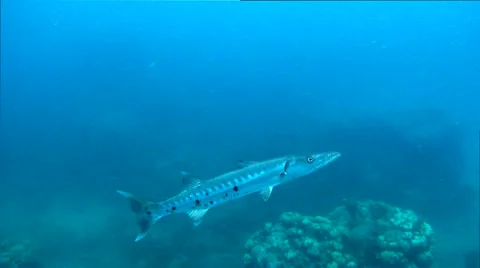 Florida Keys Reef 動画素材 45154899