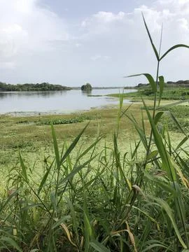 Florida Lake 库存照片