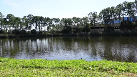 Florida Lakeside Stock-Footage 168185191