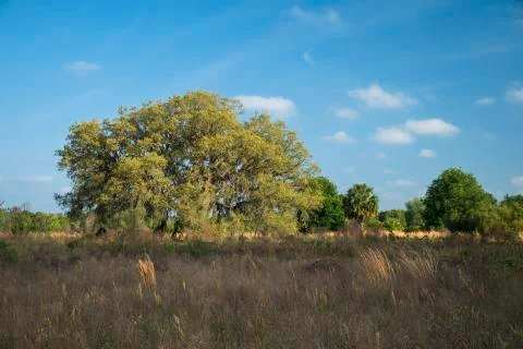 Florida Landscape Stock Photos