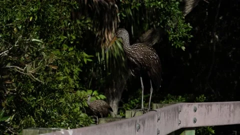 Florida Limpkin in Native Habitat Making Bird Call Stock Footage 166106299