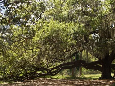Florida Live Oak Tree Covered in Moss Foto stock