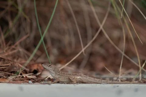 Florida Lizard Closeup 스톡 사진