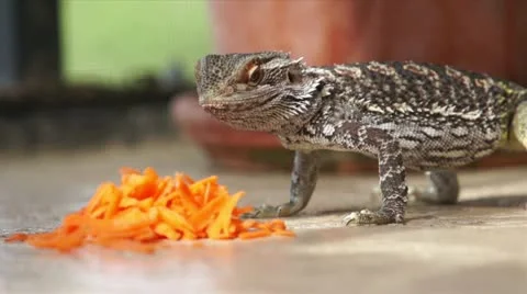 Florida Lizard Feed Vidéo 16305938