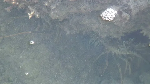 Florida lobster Stock Footage 7343379