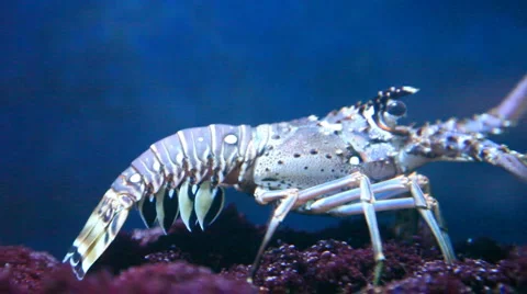 Florida lobster side view 스톡 동영상 2813327