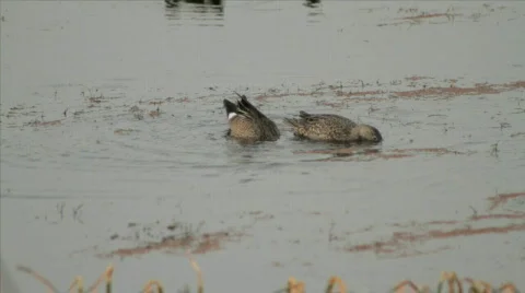 Florida Mallard Ducks Stock Footage 609805