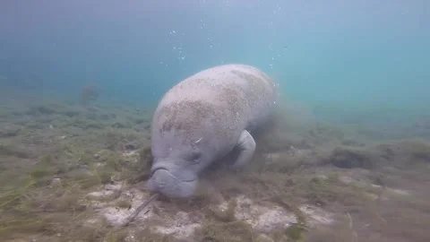 Florida manatee feeding on riverbed Stock Footage 142325802