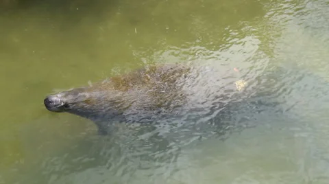 Florida manatee Stock Footage 44868703
