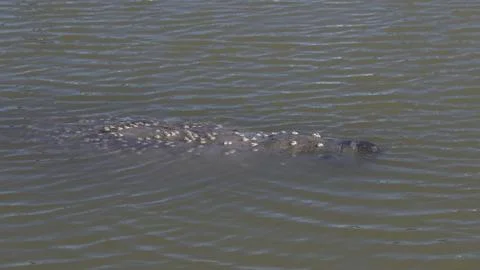 Florida Manatee Stock Photos