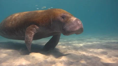 Florida Manatee Underwater 4K Stock Footage 302001209