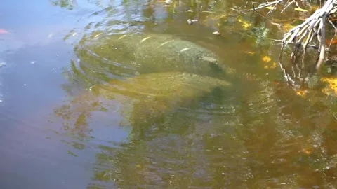 Florida Manatees with scars from a boat strike injury  Stock Footage 287510055