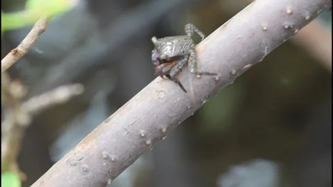 Florida mangrove crab Video stock 318995054