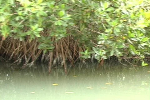 Florida Mangroves Video stock 158699