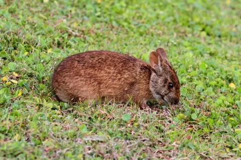 Florida marsh hare Stock Photos