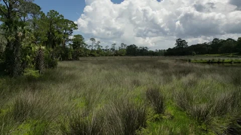 Florida marshland drone sweep in Vídeo Stock 246156939