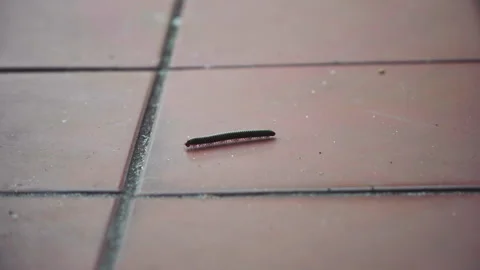 Florida millipede crawling on top of red tiles and along an ant Stock Footage 244493370