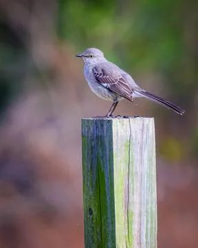 Florida mockingbird 库存照片