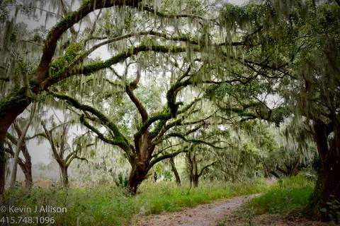 Florida Moss Hanging off tree. Stock Photos