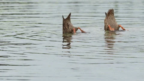 FLORIDA MOTTLED DUCK FORAGING Video stock 273243675