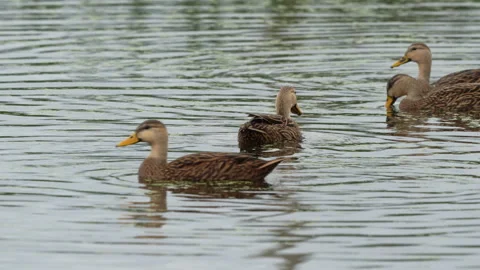 FLORIDA MOTTLED DUCKS Stock Footage 273262435