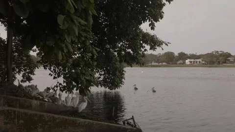 Florida multiple white pelicans looking to the right in grass between concrete w Video stock 261358971