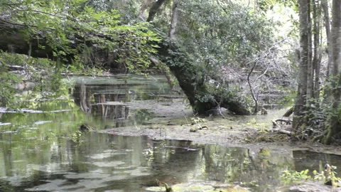 Florida native swamp scenery Stock Footage 150191743