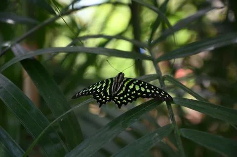 Florida nature Stock Photos