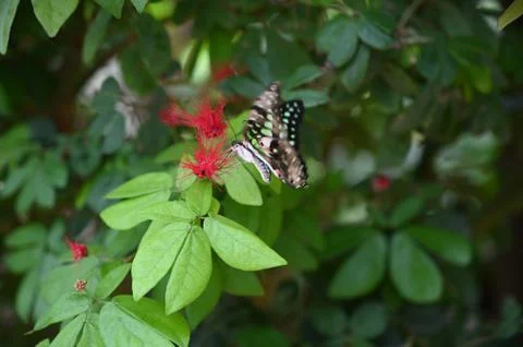 Florida nature Stock Photos