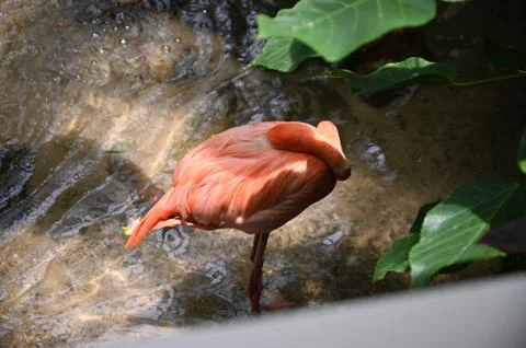 Florida nature Stock Photos