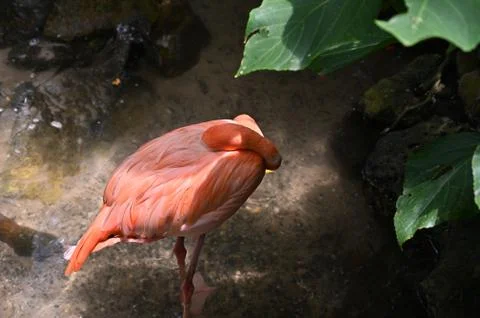 Florida nature Stock Photos