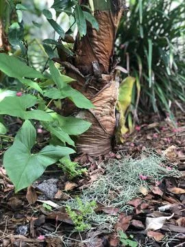 Florida Nature 库存照片