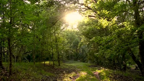 Florida Nature Trail During Sunset Stock Footage 135454013