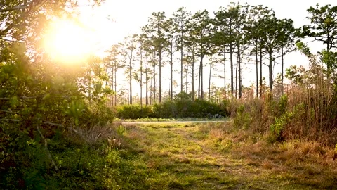 Florida Nature Trail in Sunset Stock Footage 135454068
