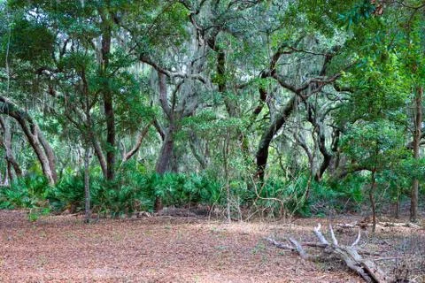 Florida oaks Stock Photos