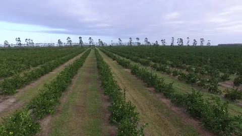 Florida Orange Grove Stock Footage 75382500