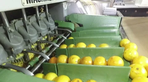 Florida oranges being squeezed into orange juice Stock-Footage 57211239