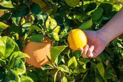Florida oranges Stock Photos
