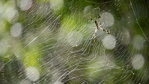 Florida orb spider hanging on web Stock Footage 92325400