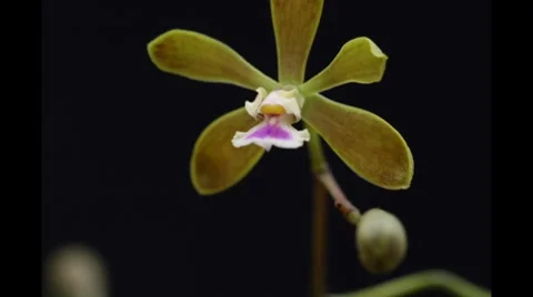 Florida Orchid Time Lapse Stock Footage 7131407