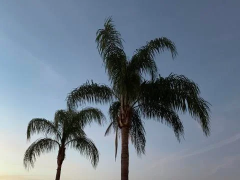 Florida Palm Stock Photos