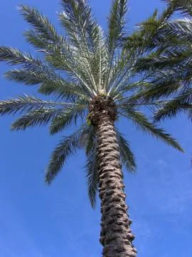 Florida Palm Tree Stock Photos