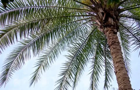 Florida palm tree Stock Photos