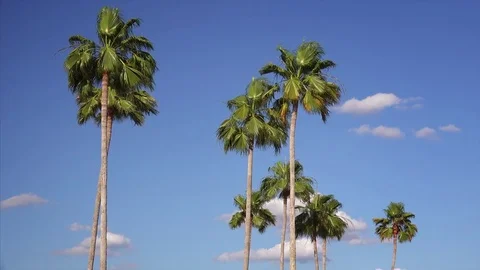 Florida Palm Trees Blowing in Wind Against Blue Sky Stock-Footage 71555717