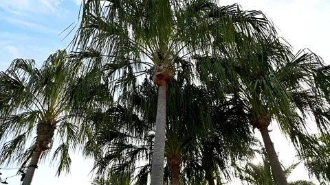 Florida Palm Trees Blowing in the Wind. Stock Footage 140482269