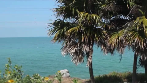 Florida Palm Trees Stock Footage 142332030