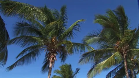 Florida-Palm trees 스톡 동영상 167546784