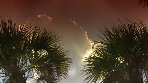 Florida-Palm trees Stock Footage 167547306
